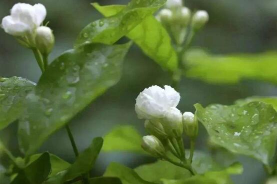 茉莉花葉子發(fā)黃怎么辦，茉莉花葉子發(fā)黃解決辦法