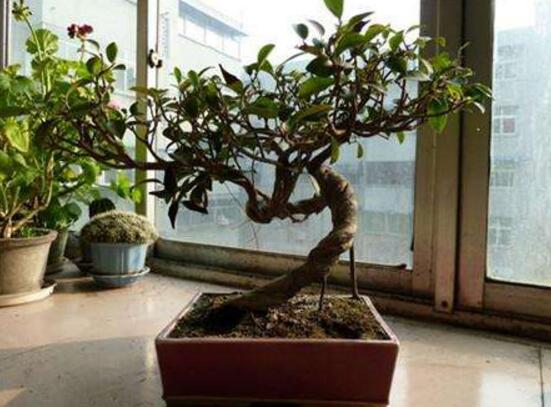 北方榕樹盆景怎么養(yǎng)，教你七種簡(jiǎn)單易學(xué)養(yǎng)殖方法