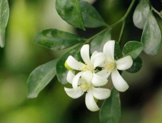 九里香每年開多少次花，一年獨開一次花(花期4-8月)