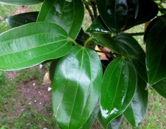 平安樹(shù)的花語(yǔ)，祈求平安、闔家幸福、萬(wàn)事如意