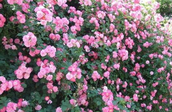 薔薇花語(yǔ)是什么，薔薇花語(yǔ)代表著美好的愛(ài)情與愛(ài)的思念