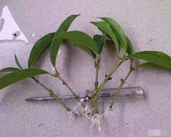 橡皮樹剪下來怎么生根，做好五個(gè)步驟便可發(fā)芽長葉