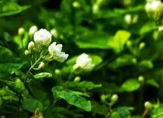 茉莉花什么時候修剪整枝最好，春秋生長期、春季前休眠期修剪最好