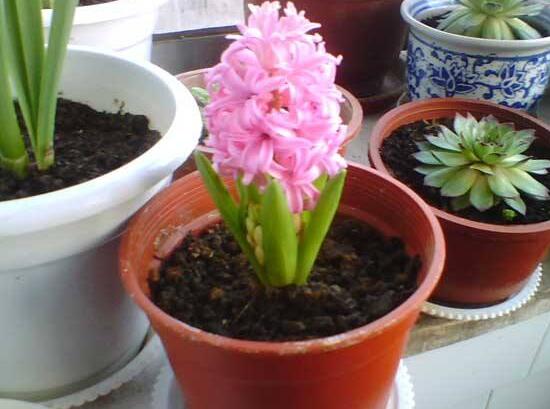 風信子什么時候開花，風信子開花后怎么處理