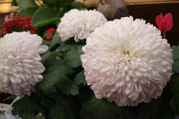 菊花葉子發(fā)黃的防治方法，全面分析葉子發(fā)黃原因