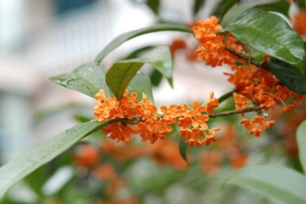 桂花樹怎么養才長得好