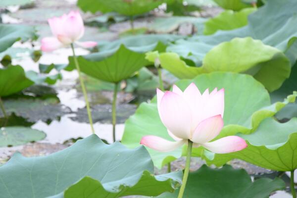 如何養(yǎng)荷花，荷花養(yǎng)殖5大要點