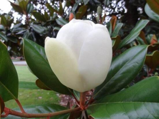 橡皮樹的花語是什么，橡皮樹開花的寓意