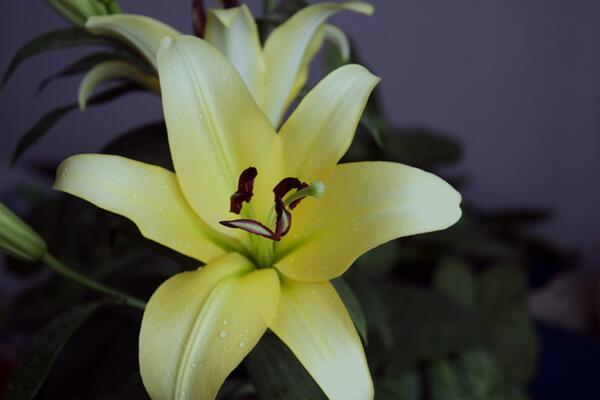 香水百合養(yǎng)殖方法和注意事項(xiàng)，掌握要點(diǎn)才能保證植株的生長(zhǎng)