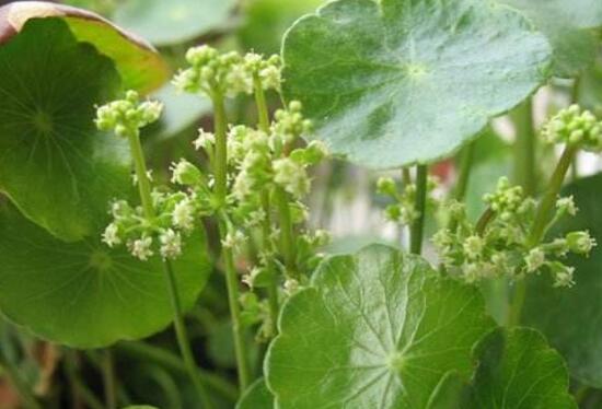 銅錢草會開花嗎，銅錢草的花語是什么