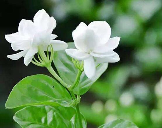 茉莉花施什么肥好，茉莉花施磷鉀肥和有機肥最好