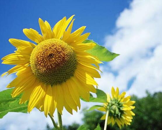 向日葵的花語和寓意，代表著沉默的愛、我的心永遠(yuǎn)追隨你