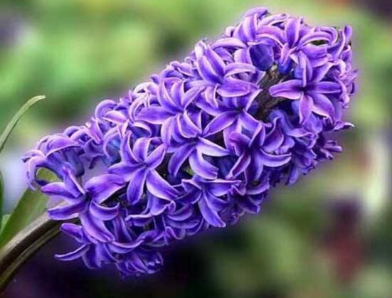 風(fēng)信子開(kāi)花后怎么處理，開(kāi)花后處理方法