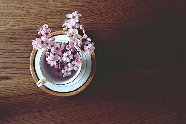 櫻花盆景怎么養(yǎng)護(hù)，養(yǎng)好櫻花盆景必須要做好以下7點(diǎn)