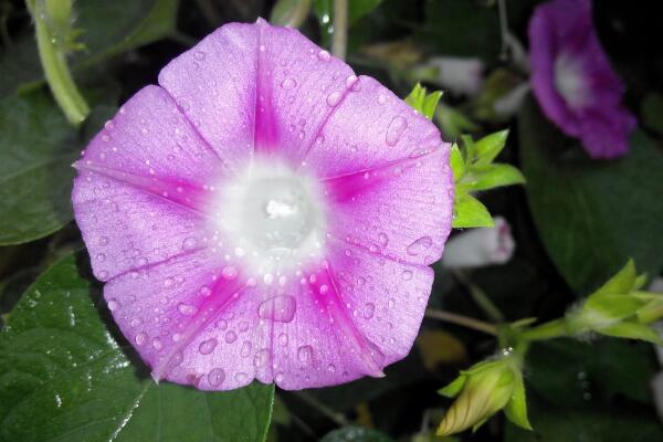 關于牽牛花的介紹，牽牛花簡介