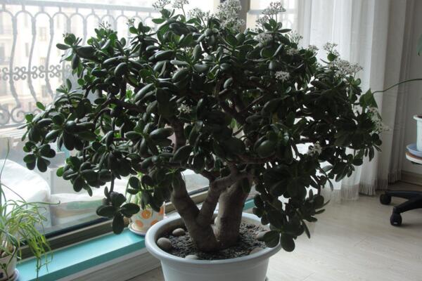 玉樹和燕子掌哪個(gè)貴，燕子掌的價(jià)值更高