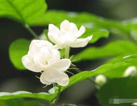 茉莉花的養(yǎng)殖方法和注意事項，老農(nóng)總結最實用八大養(yǎng)殖方法