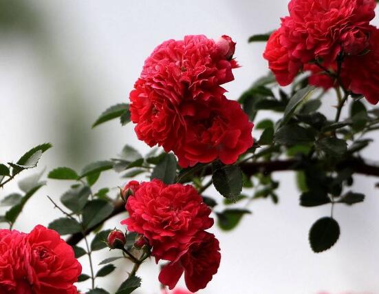 薔薇花的風水作用，盤點薔薇花六大風水作用