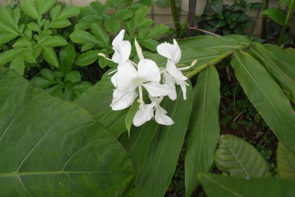 姜花的花語是什么，將記憶永遠(yuǎn)留在夏天