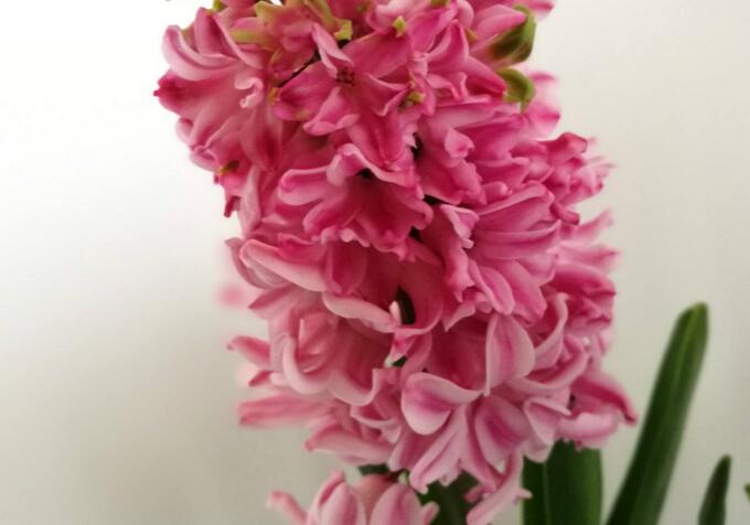 風(fēng)信子花語(yǔ)大全,不同的顏色不同的含義