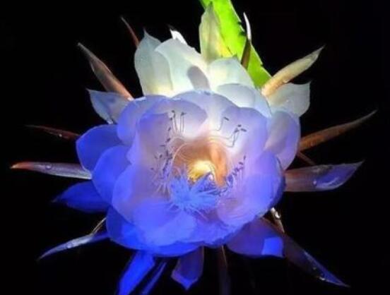 曇花怎么澆水,不同季節不同澆水量(見干見濕)