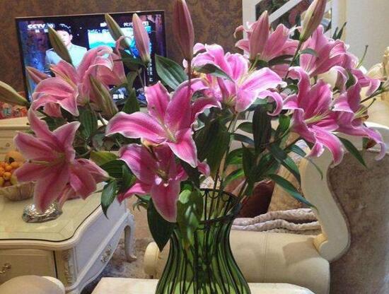 百合花怎么養(yǎng)，百合花的養(yǎng)殖方法和注意事項(xiàng)