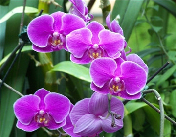 怎樣讓蝴蝶蘭開花持久