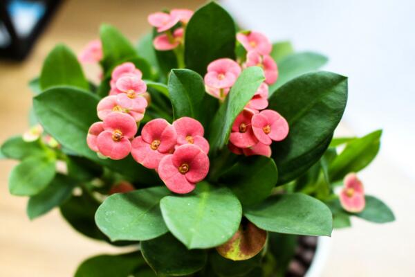 屋里養(yǎng)虎刺梅有毒嗎，不僅有毒還會(huì)產(chǎn)生致癌物質(zhì)