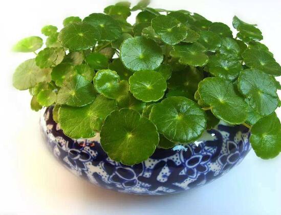 銅錢草的養(yǎng)殖方法和注意事項(xiàng)，老農(nóng)總結(jié)八大基本方法