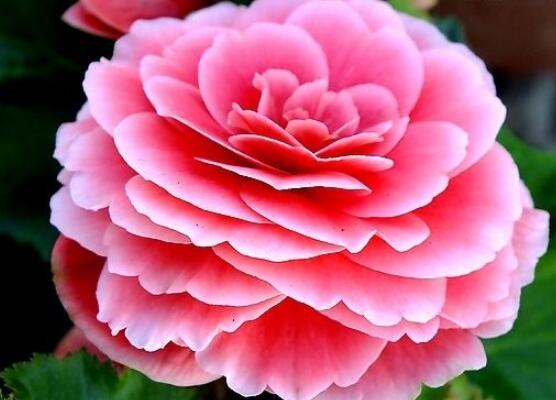 家里為什么不能養海棠花，迷信斷腸花傳說/忌干花養殖(財運不濟)
