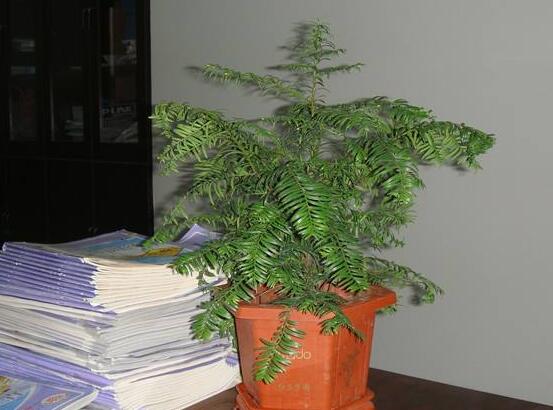 紅豆杉放家哪個位置好，教你六種最佳擺放地點(diǎn)(招財(cái)生旺)