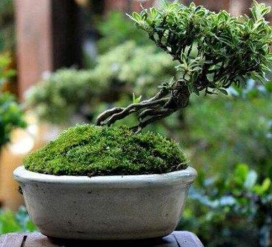 六月雪用什么土，盤點最佳盆土比例配制(沙質土壤最佳)