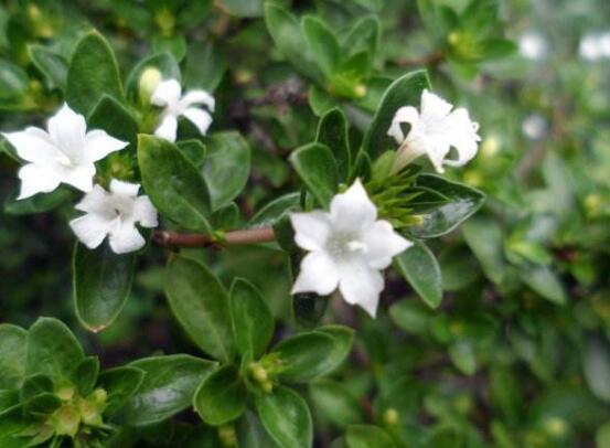 六月雪花期，六月雪花期持續(xù)達(dá)60天(5-7月份)