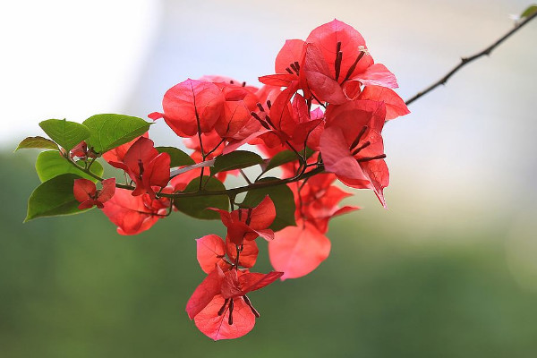 三葉梅的養(yǎng)殖方法和注意事項(xiàng)，每年春季要換土換盆