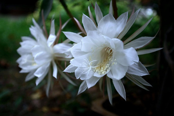 曇花如何養(yǎng)殖，土壤要富含腐殖質(zhì)營(yíng)養(yǎng)