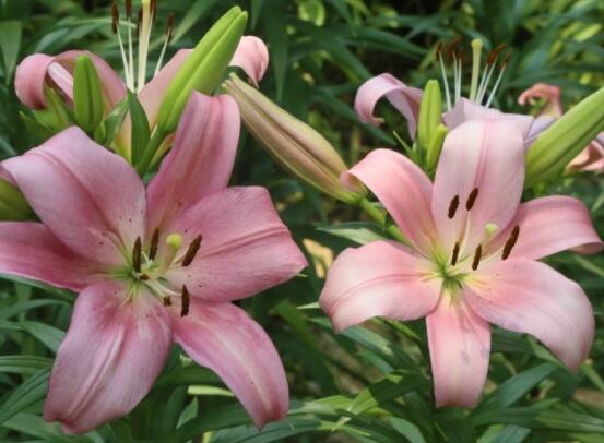 百合花插花瓶怎么養(yǎng)，教你六種基本步驟花開(kāi)滿瓶