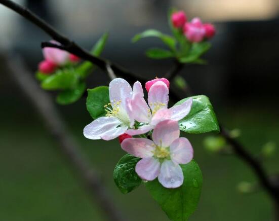 家里為什么不能養海棠花，迷信斷腸花傳說/忌干花養殖(財運不濟)
