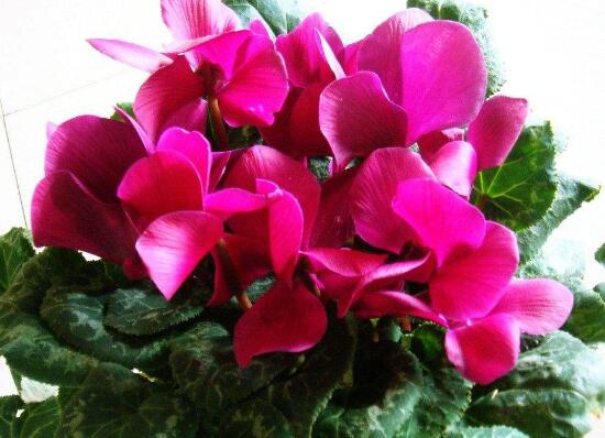 仙客來花莖發蔫彎下來，仙客來花倒下怎么辦