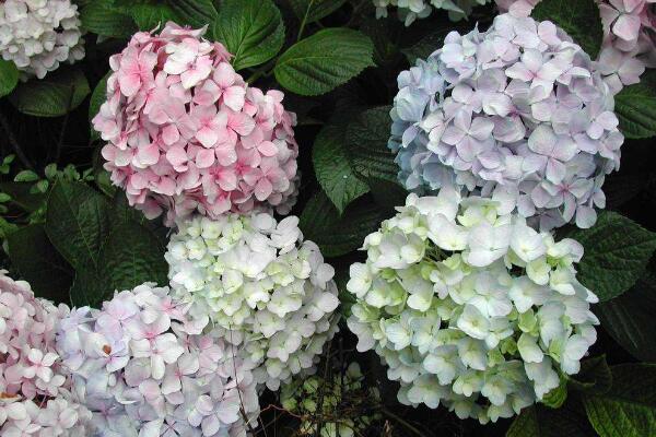 繡球花怎么水培生根，簡單四步教你生根成活