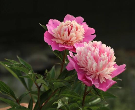 芍藥花能美容嗎，能/美容養顏、舒緩心情