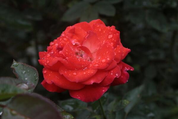 薔薇花和月季花的區別，細數薔薇花和月季花的不同之處