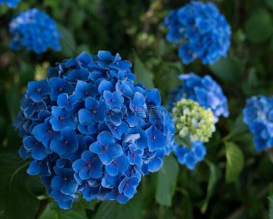 藍(lán)繡球花語是什么，代表著背叛、見異思遷(純凈)