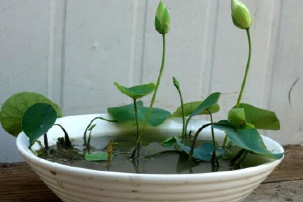 荷花怎么養(yǎng)殖，想養(yǎng)好荷花必須要做好以下5點(diǎn)