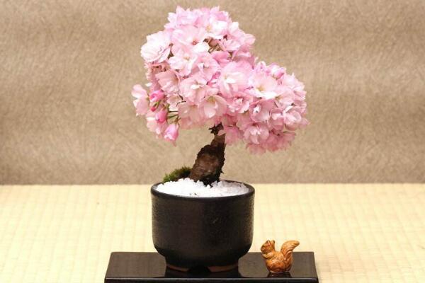 櫻花的繁殖方法，扦插、播種、嫁接、分株都可以進繁殖