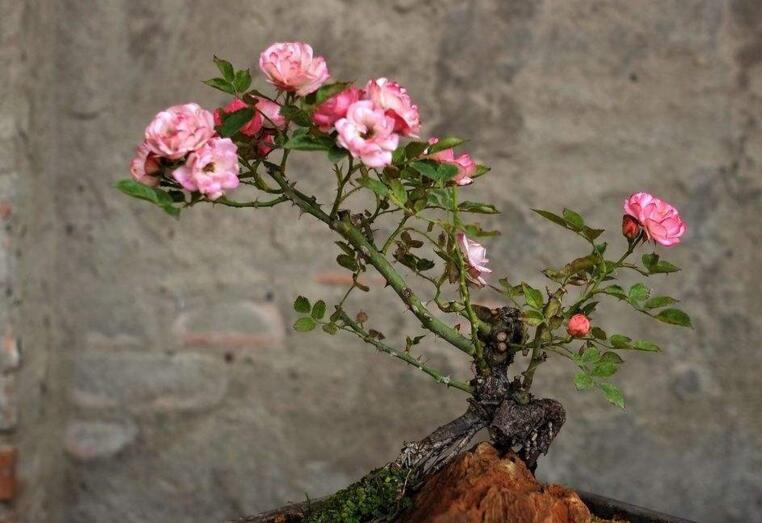 月季花的栽培杵插應(yīng)該在幾月份，簡(jiǎn)單快捷的杵插方法