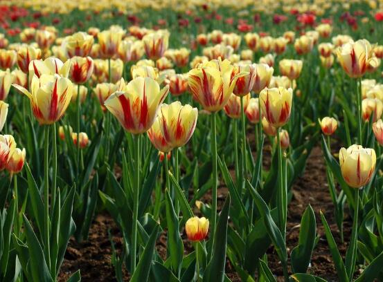 郁金香什么時(shí)候開花，每年3-5月開花