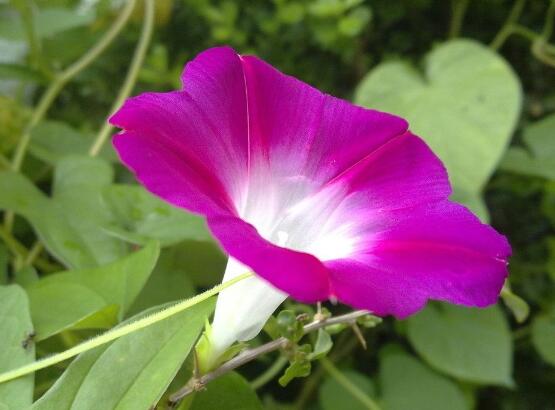 牽牛花冬天會(huì)死嗎，做好這五點(diǎn)即可安然過冬(生長健壯茂盛)
