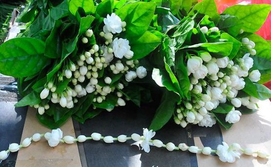 茉莉花怎么澆水，茉莉花澆水方法