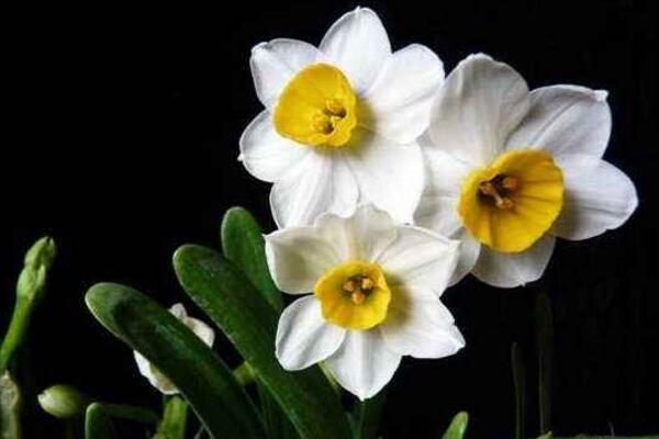 水仙花怎么延長花期，掌握以下五個方法
