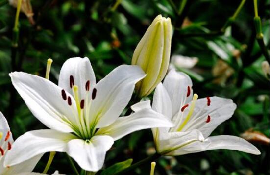 百合花放在室內有毒嗎，花香導致失眠、惡心，煩亂(無毒)